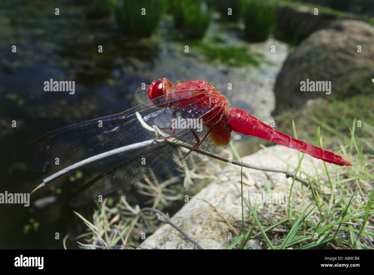 Marvelous insects hi-res stock photography and images - Alamy