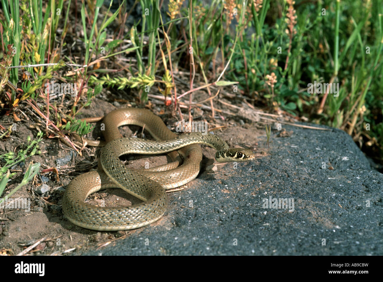 light-green whip snake (Coluber najadum najadum, Platyceps najadum najadum), lying on a rock, observing, Turkey, Kurdistan, Ara Stock Photo