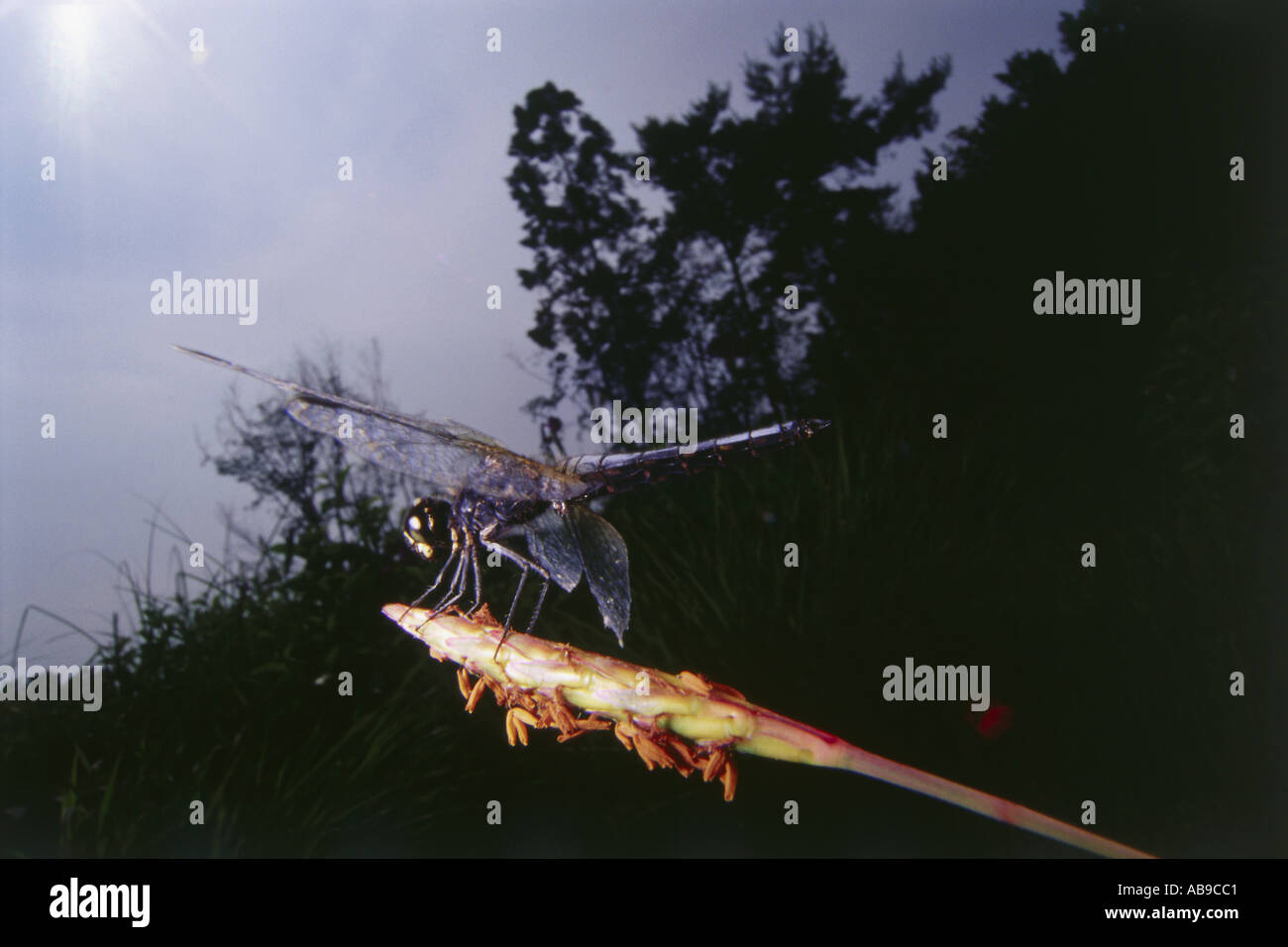 Marvelous World Insect Dragonfly Stock Photo - Alamy