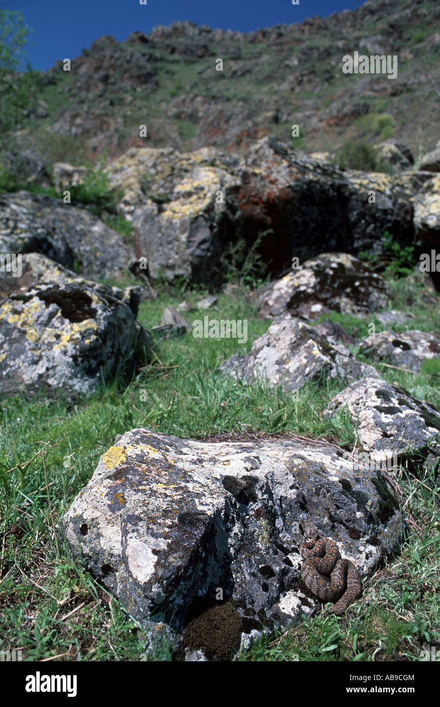 Ocellated mountain viper, Wagner's viper (Vipera wagneri, Montivipera wagneri), in habitat, Turkey, Karsha Stock Photo