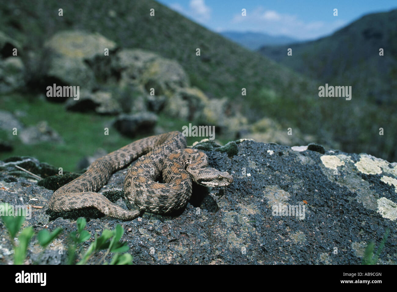 Ocellated mountain viper, Wagner's viper (Vipera wagneri, Montivipera wagneri), snake with mountain in background, Turkey, Kars Stock Photo