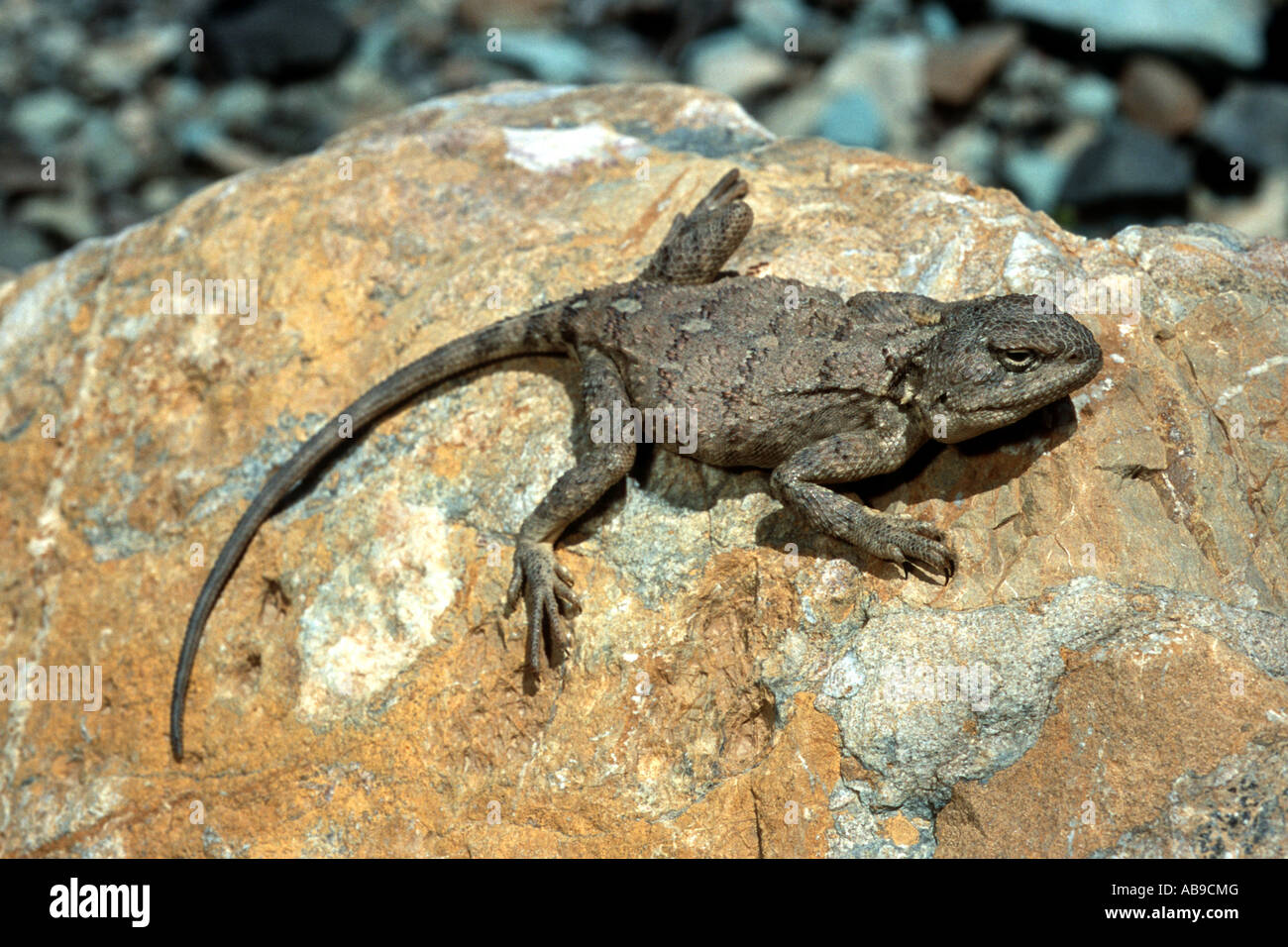 Horn-scaled agama, Baluch ground agama (Trapelus ruderatus), on rock, Iran, Zagros Stock Photo