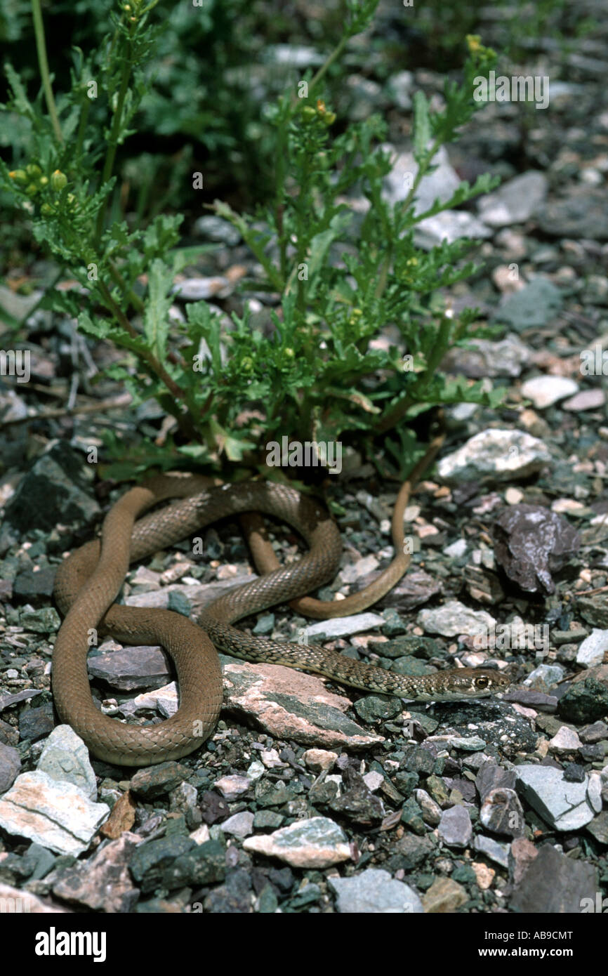 light-green whip snake (Coluber najadum najadum, Platyceps najadum najadum), in habitat, Iran, Zagros Stock Photo