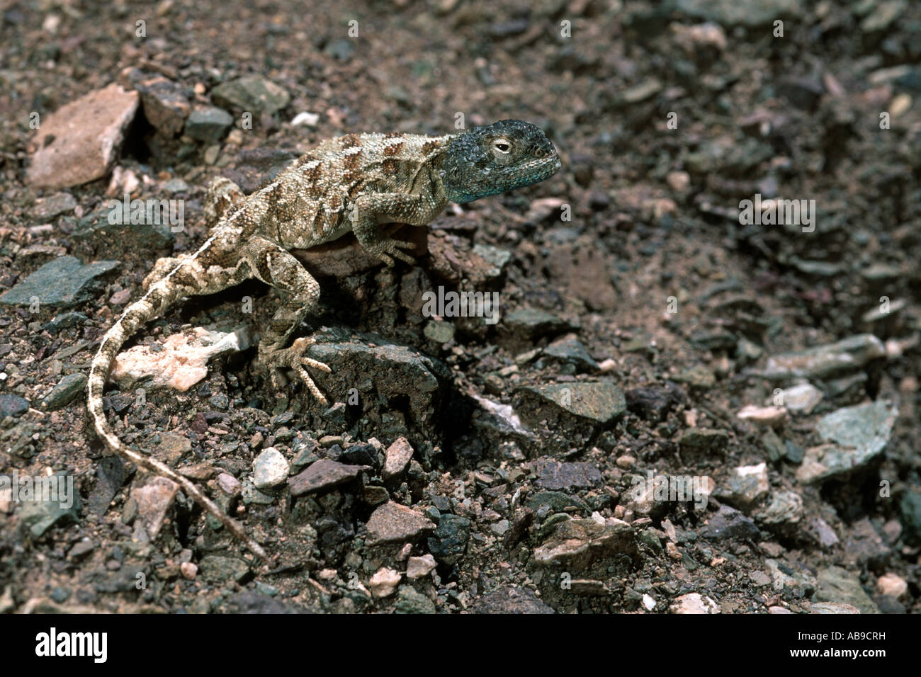 Horn-scaled agama, Baluch ground agama (Trapelus ruderatus), male, Iran, Zagros Stock Photo
