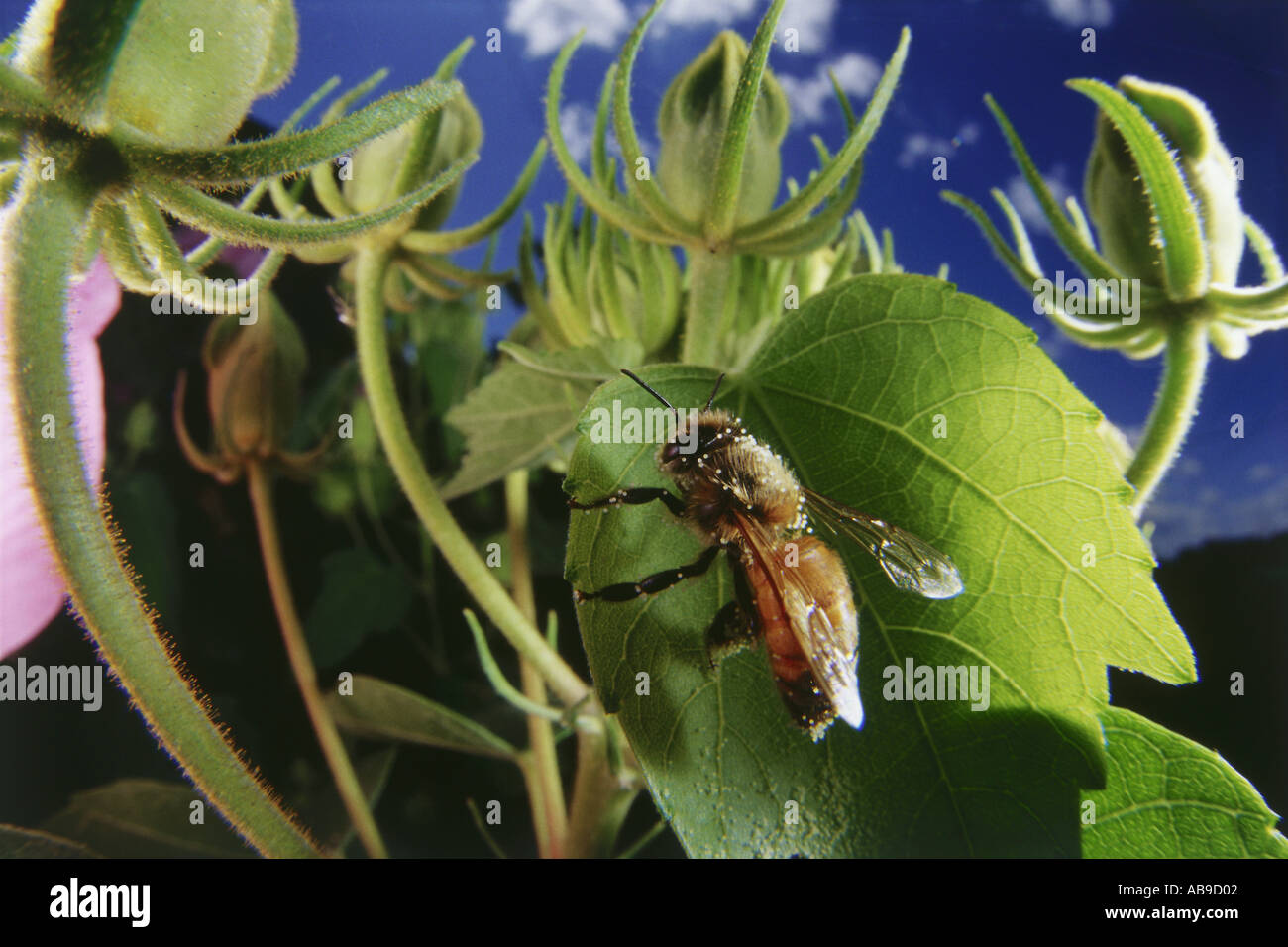 Vibrant world of insects hi-res stock photography and images - Alamy