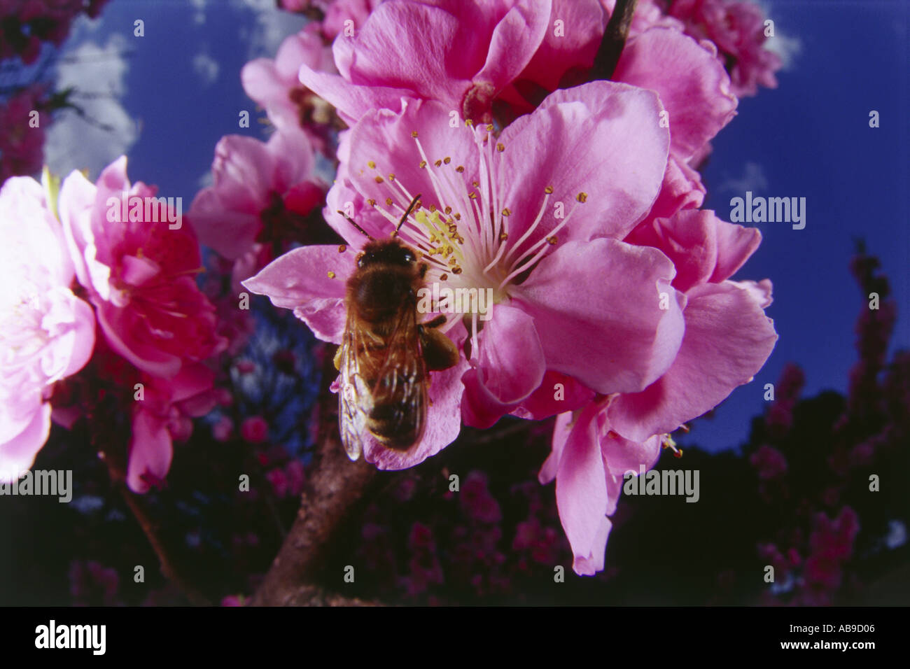 Marvelous insects hi-res stock photography and images - Alamy