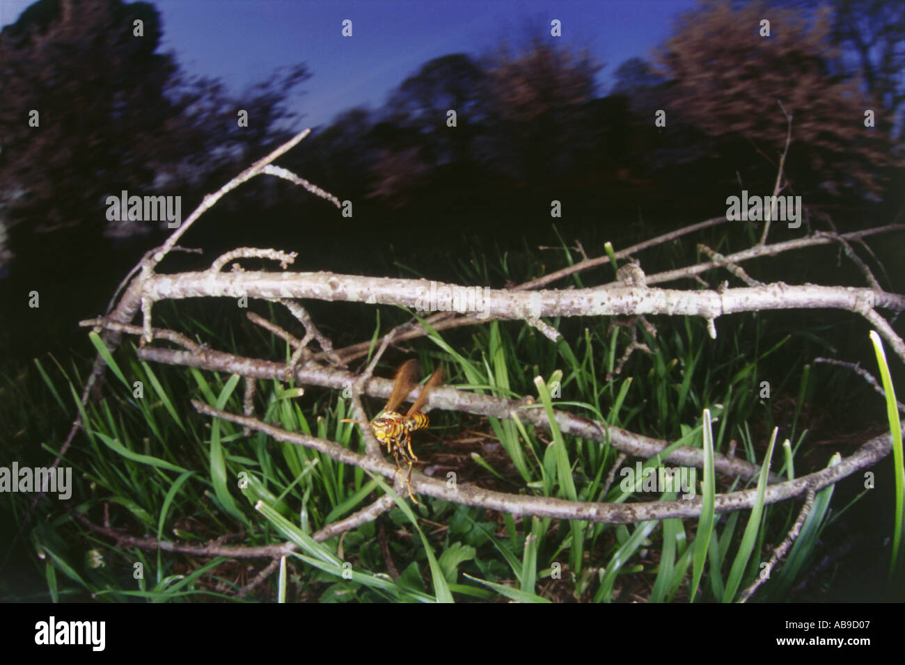 Marvelous insects hi-res stock photography and images - Alamy