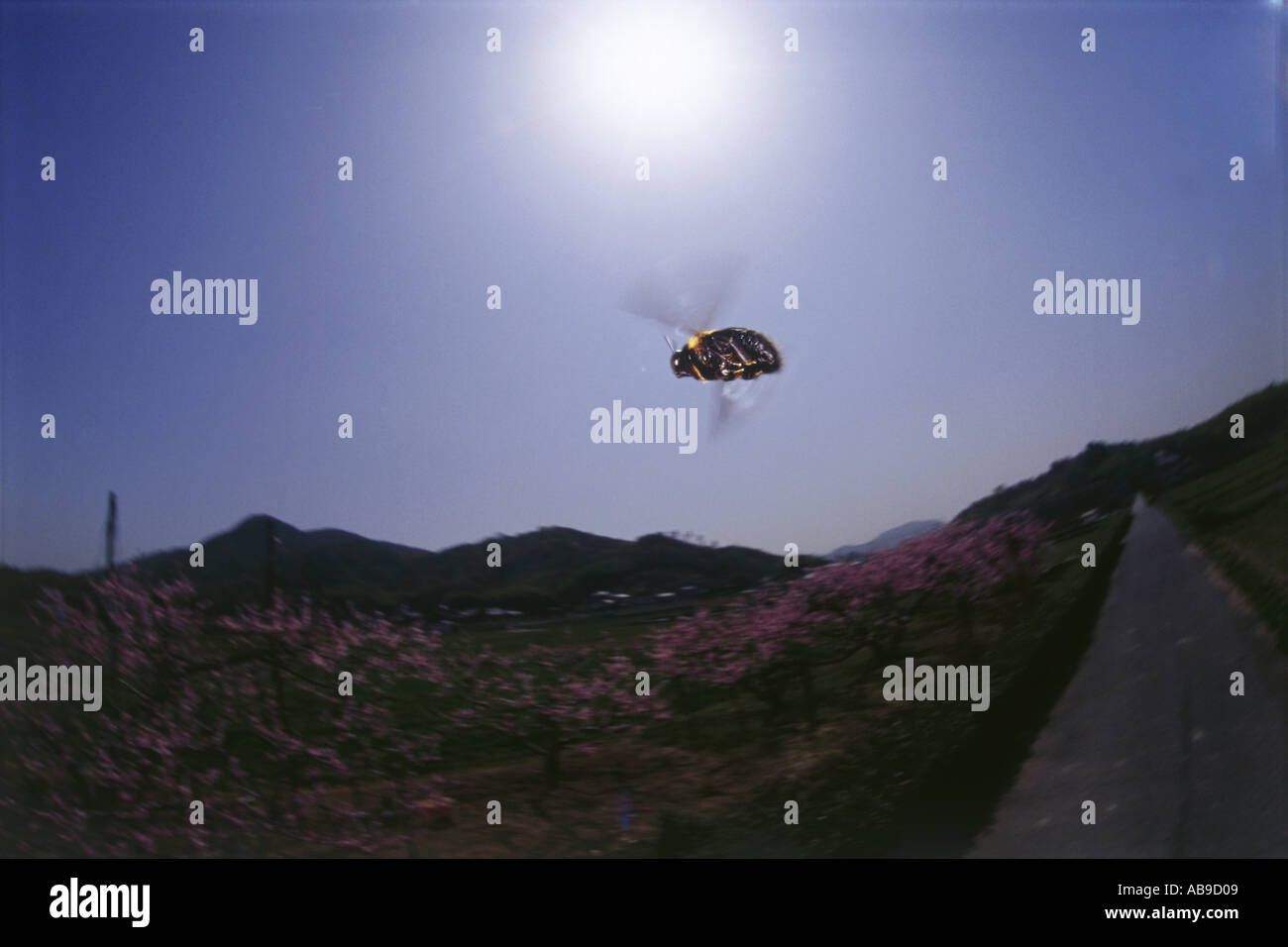 Marvelous insects hi-res stock photography and images - Alamy