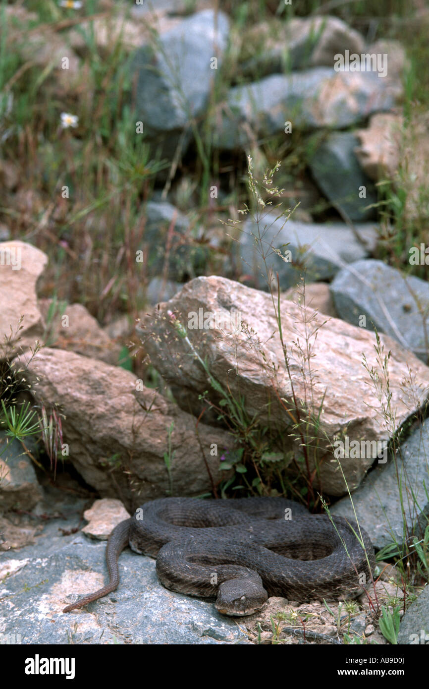 blunt-nosed viper, levantine viper (Macrovipera lebetina obtusa, Daboia ...