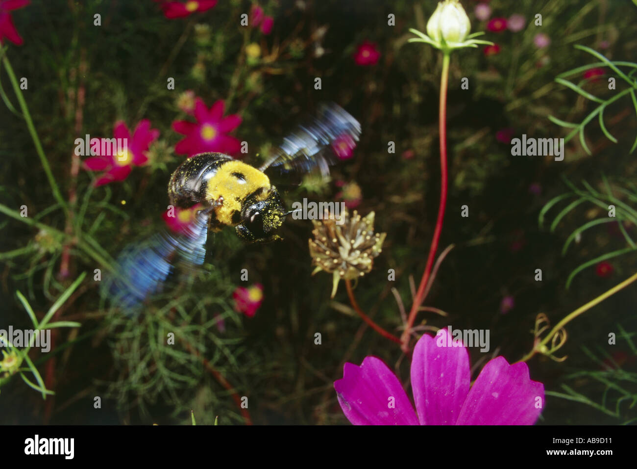 Marvelous insects hi-res stock photography and images - Alamy