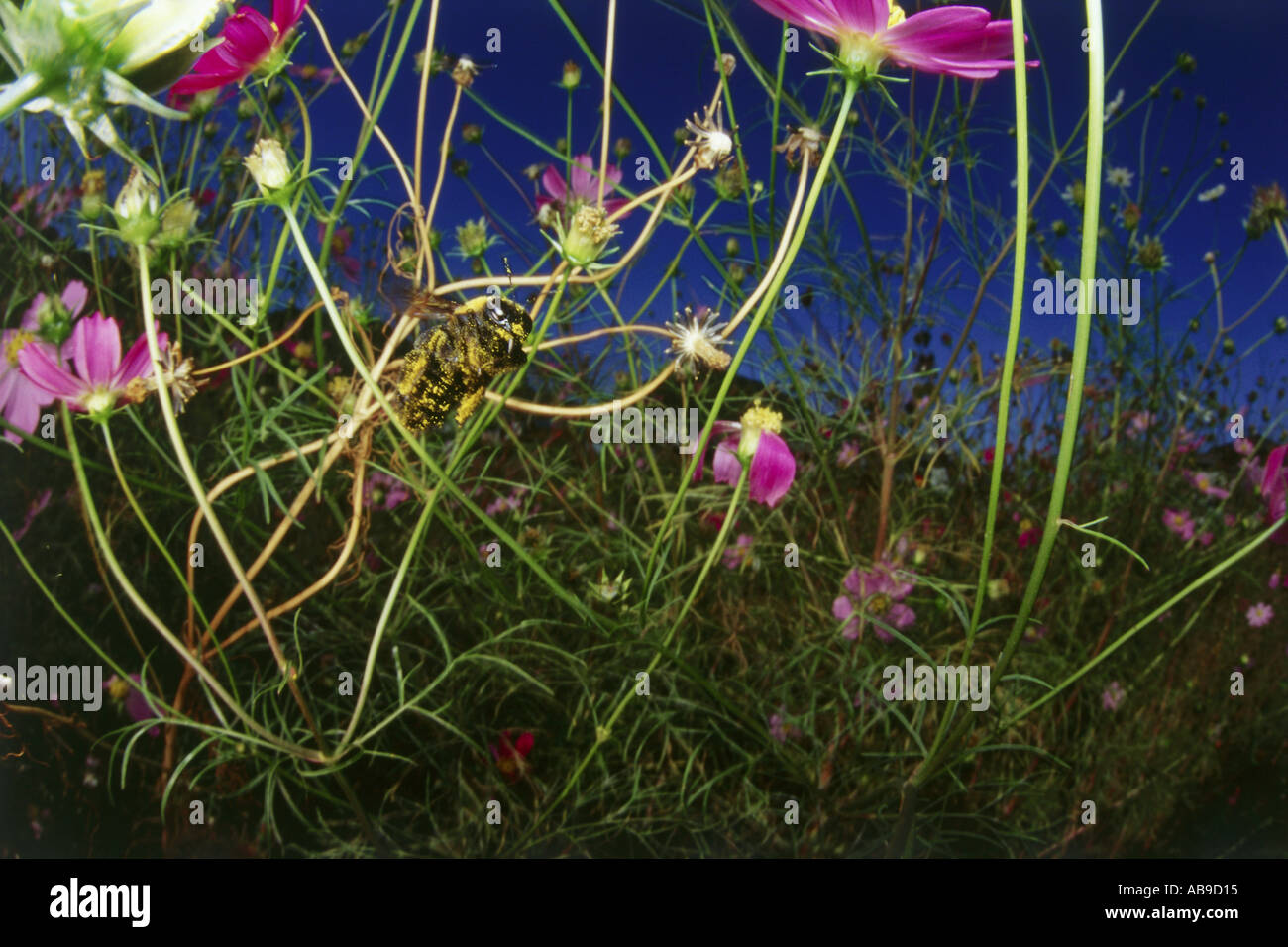 Marvelous insects hi-res stock photography and images - Alamy