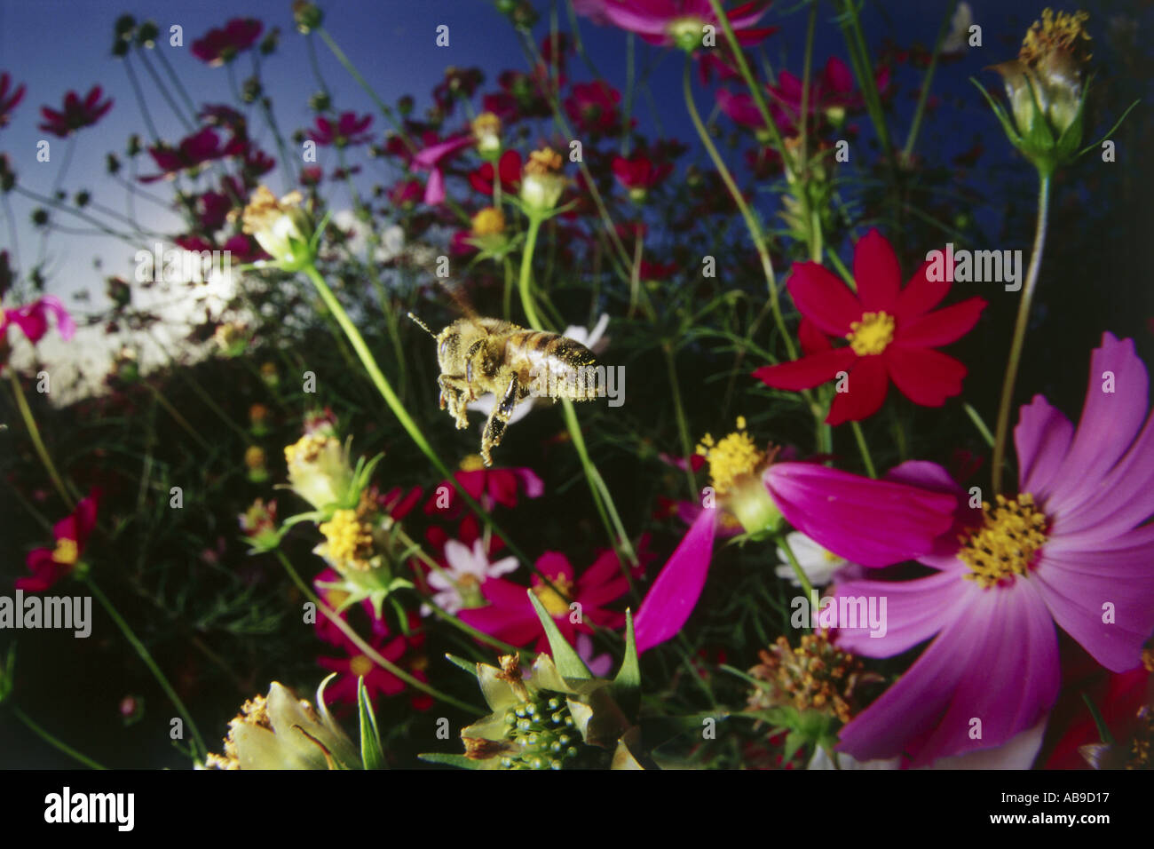 Marvelous insects hi-res stock photography and images - Alamy