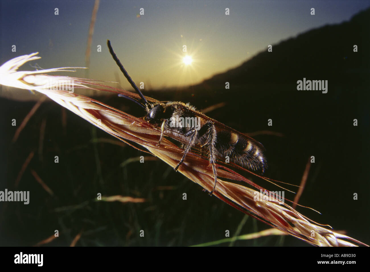 Marvelous World Insect Bee Stock Photo - Alamy