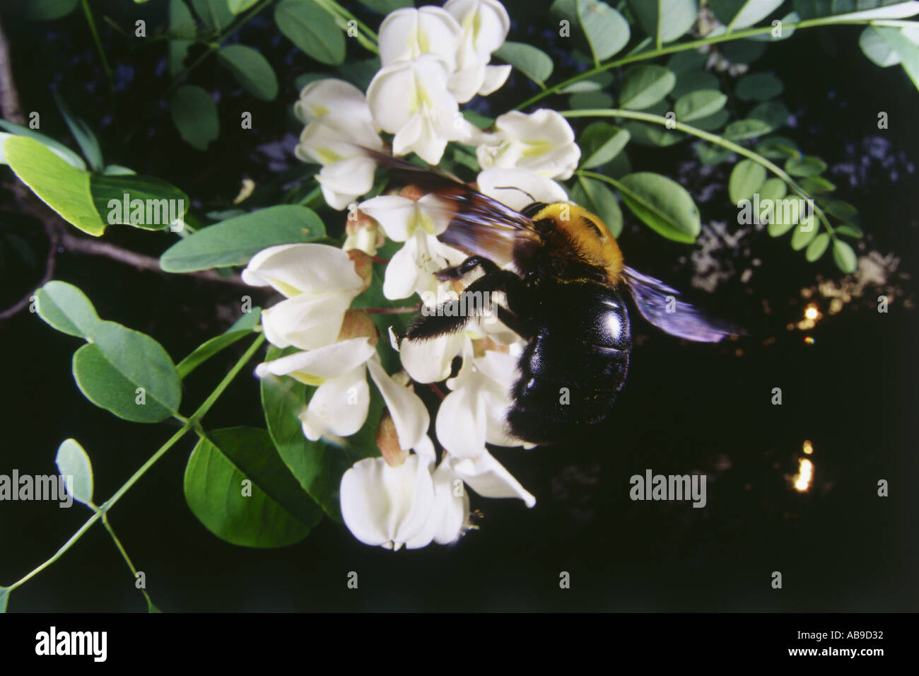 Marvelous insects hi-res stock photography and images - Alamy