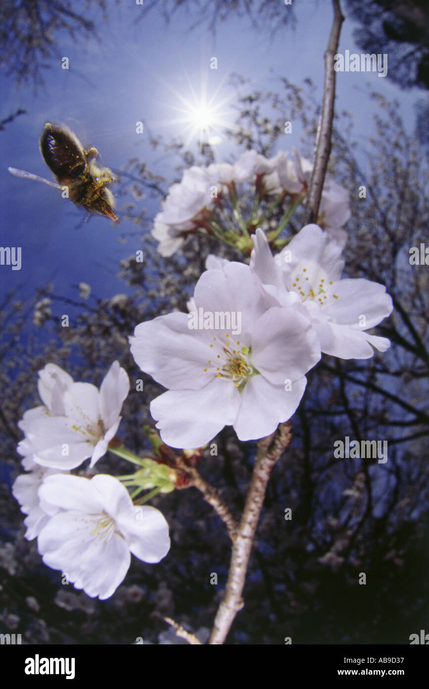 Marvelous insects hi-res stock photography and images - Alamy