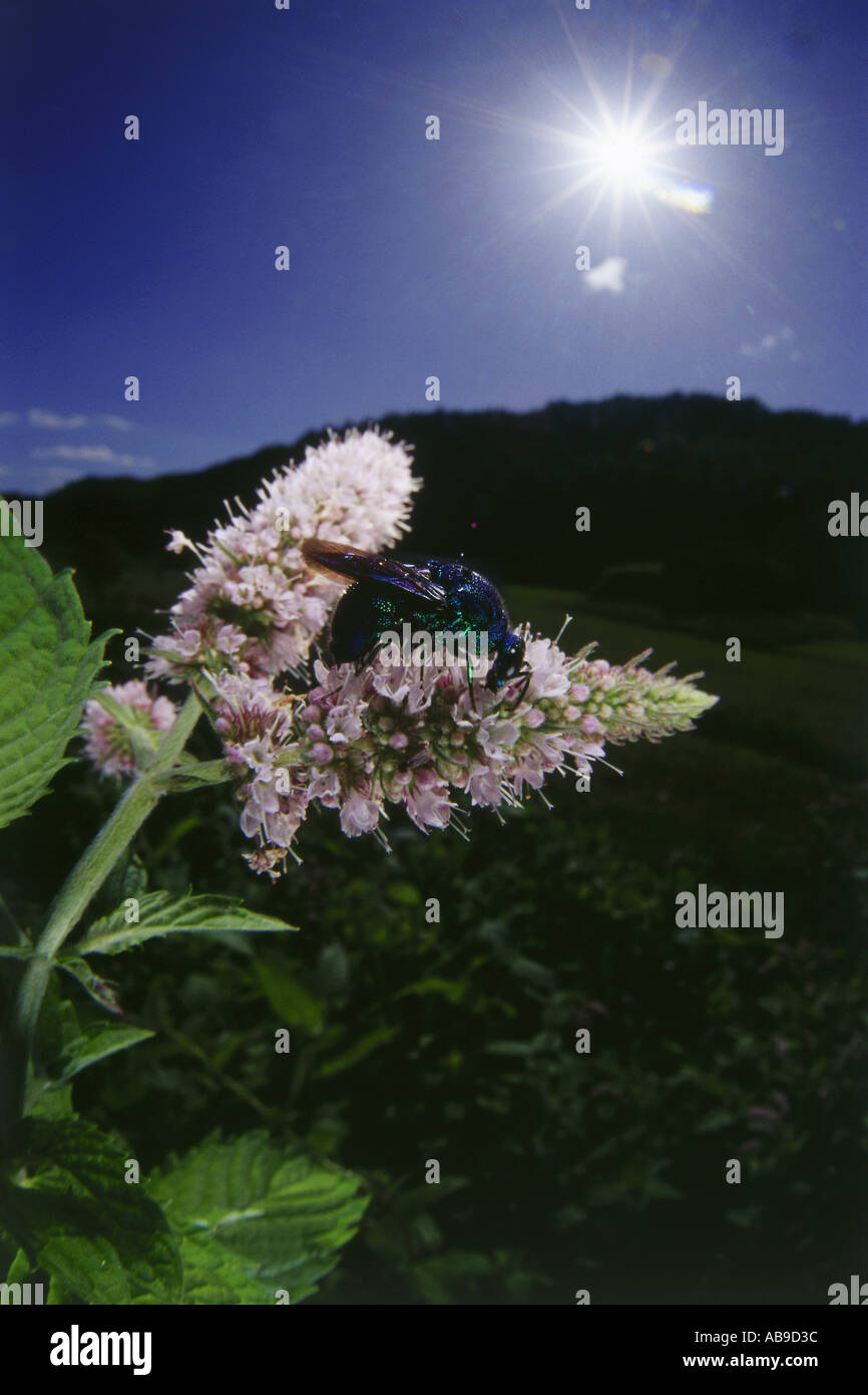 Marvelous insects hi-res stock photography and images - Alamy