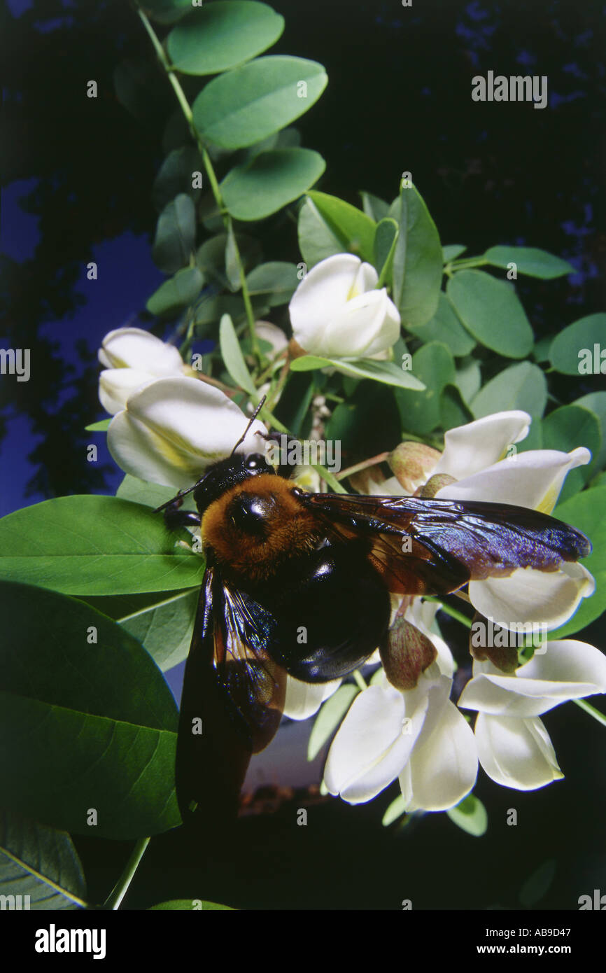 Marvelous World Insect Bee Stock Photo - Alamy