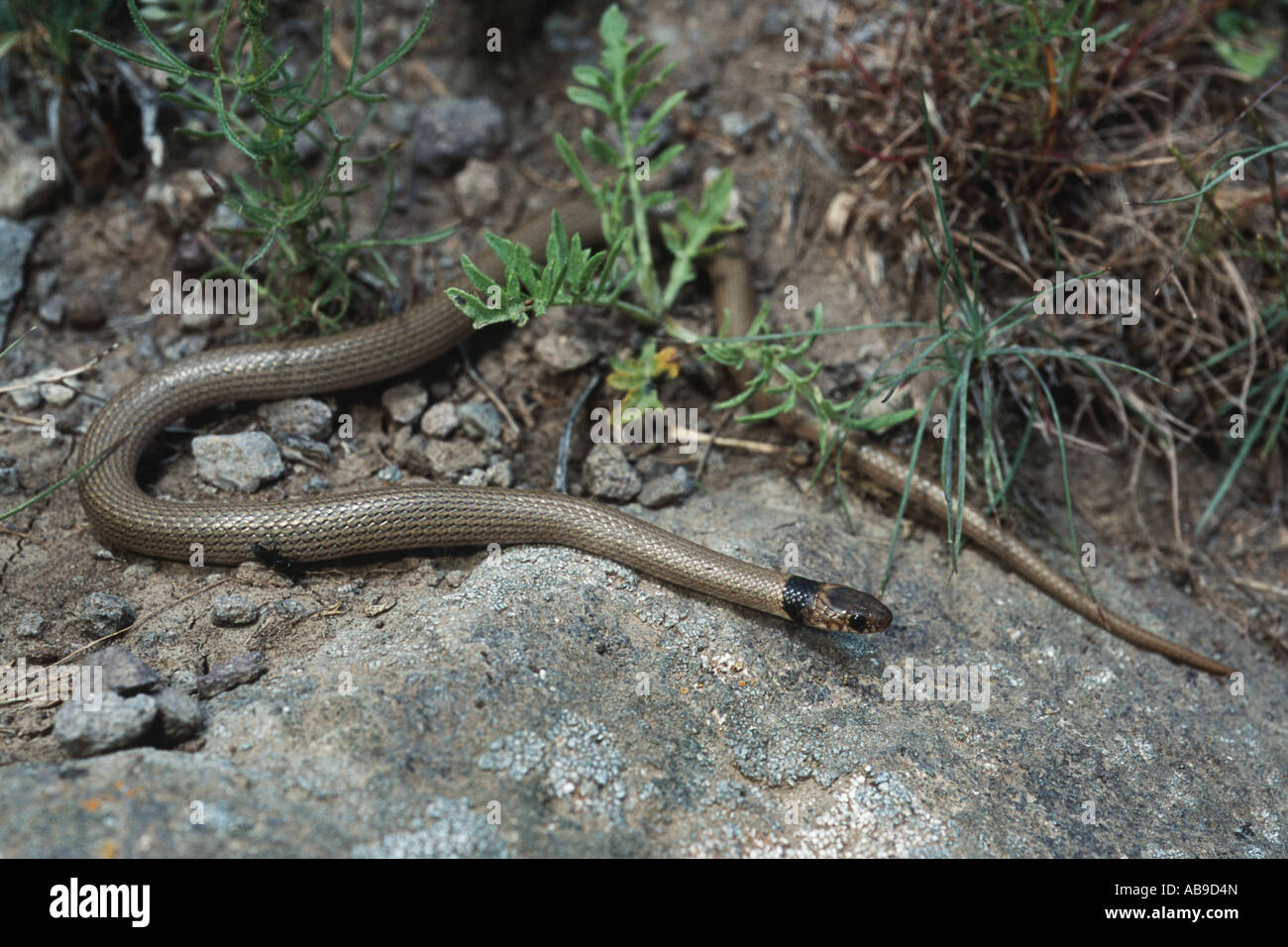 collared dwarf snake (Eirenis collaris), in habitat, Iran, Elbrus Stock Photo