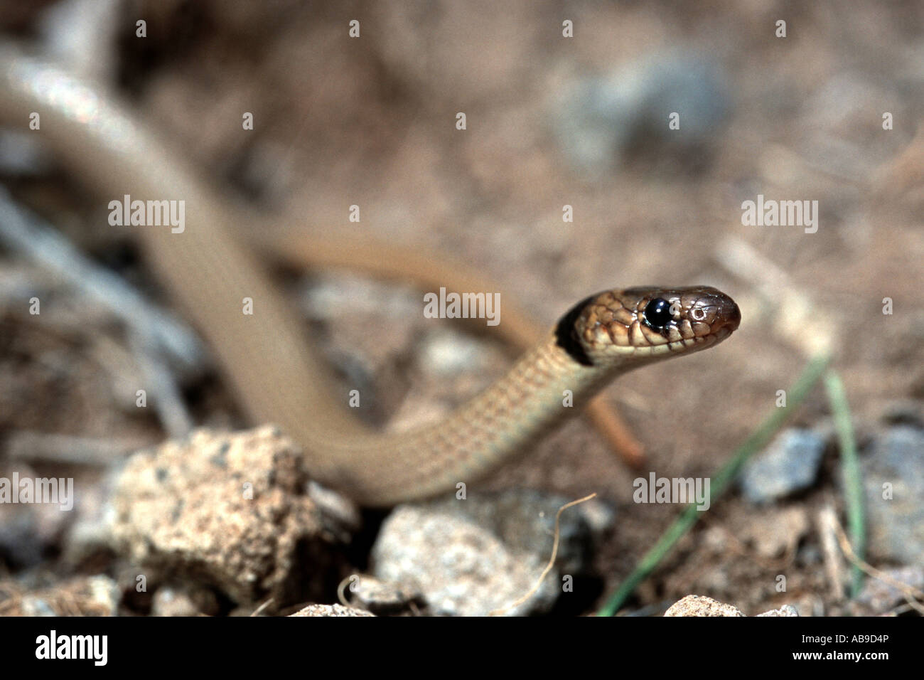 collared dwarf snake (Eirenis collaris), portrait, Iran, Kurdistan, Elbrus Stock Photo