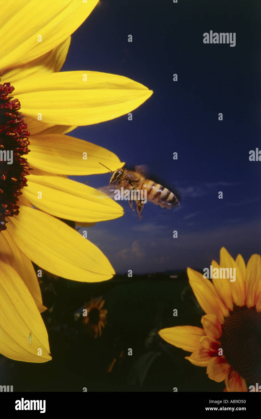 Marvelous insects hi-res stock photography and images - Alamy