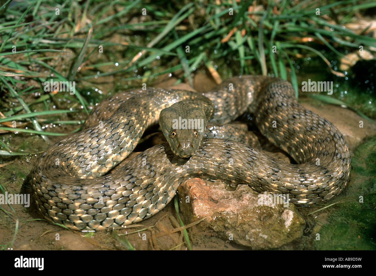 dice snake (Natrix tessellata), dice snake in Laar valley, Iran, Teheran, Laartal, Elbruz Stock Photo