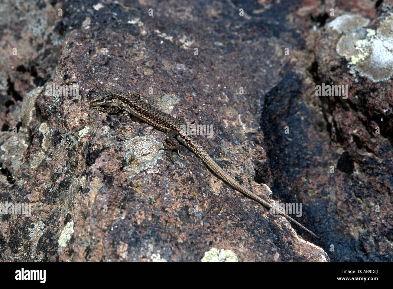 Rock Lizard (Darevskia raddei), on stone with lichens, Turkey, Ararat ...