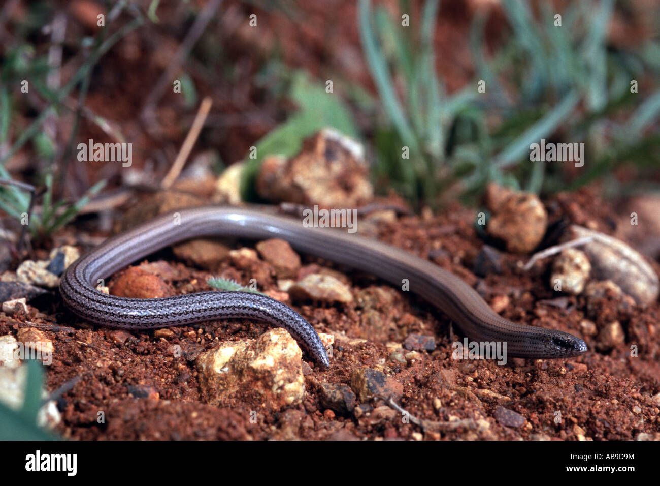 Greek legless skink, Greek snake skink (Ophiomorus punctatissimus), in habitat, Greece, Messinien Stock Photo