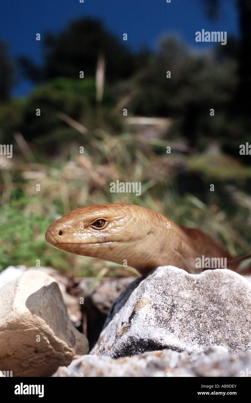 European glass lizard, armored glass lizard (Ophisaurus apodus