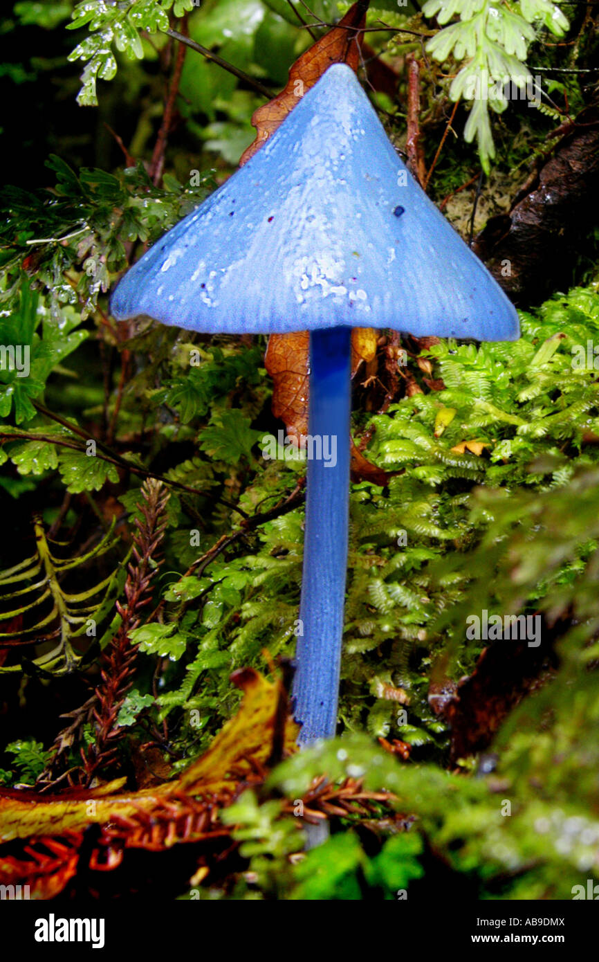 Blue meanies mushroom nz