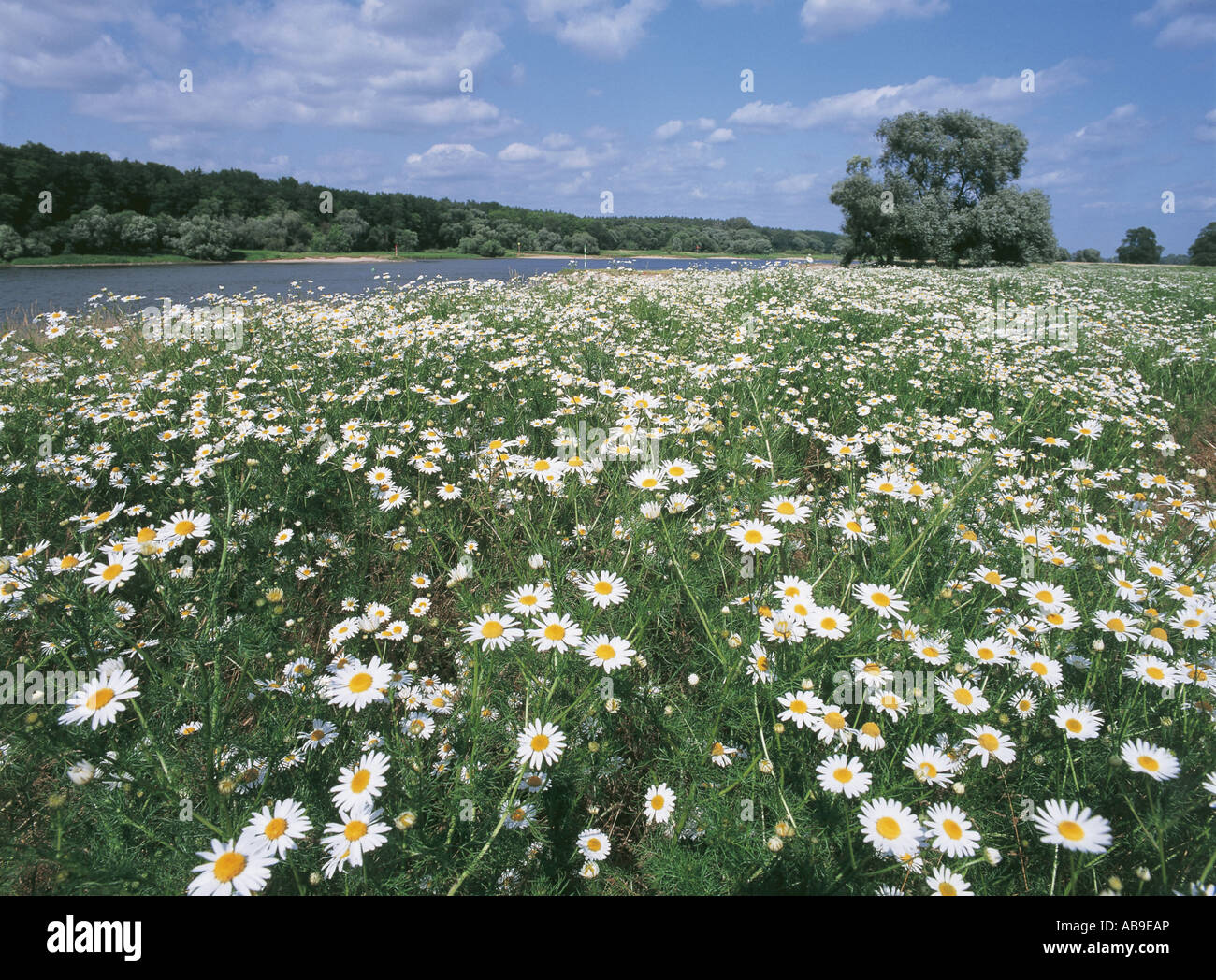 flower meadow in the Elbe floodplain, Germany, Saxony-Anhalt, Aken Stock Photo