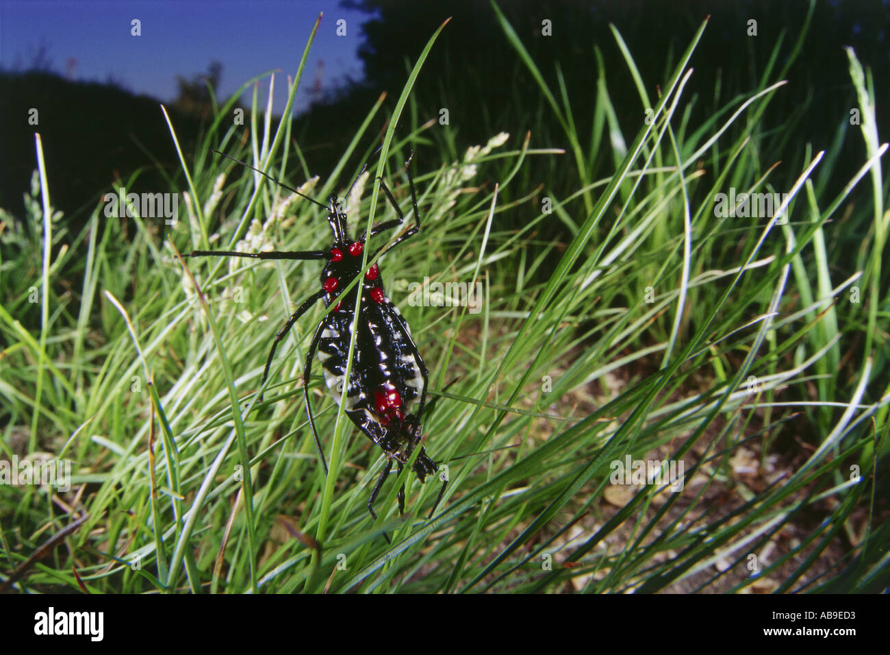 Marvelous World Insect Small Neighbours Stock Photo - Alamy