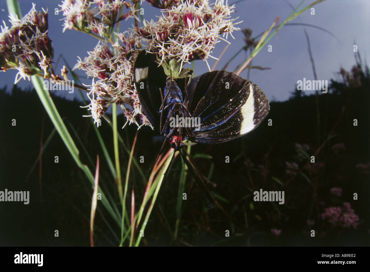 Marvelous world insect butterfly hi-res stock photography and images ...