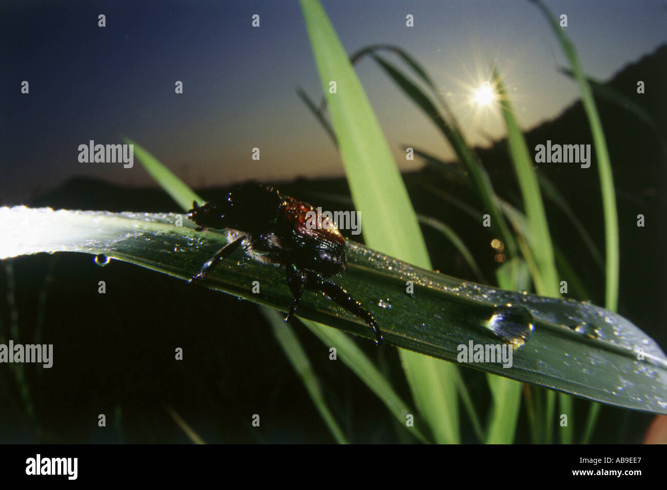 Marvelous World Insect Small Neighbours Stock Photo - Alamy