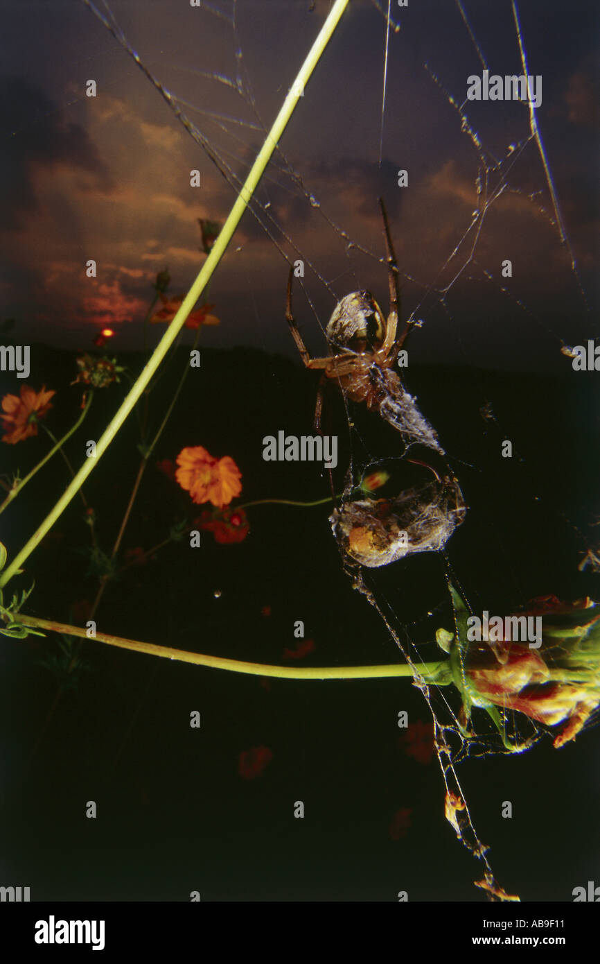 Marvelous World Insect Small Neighbours Stock Photo - Alamy