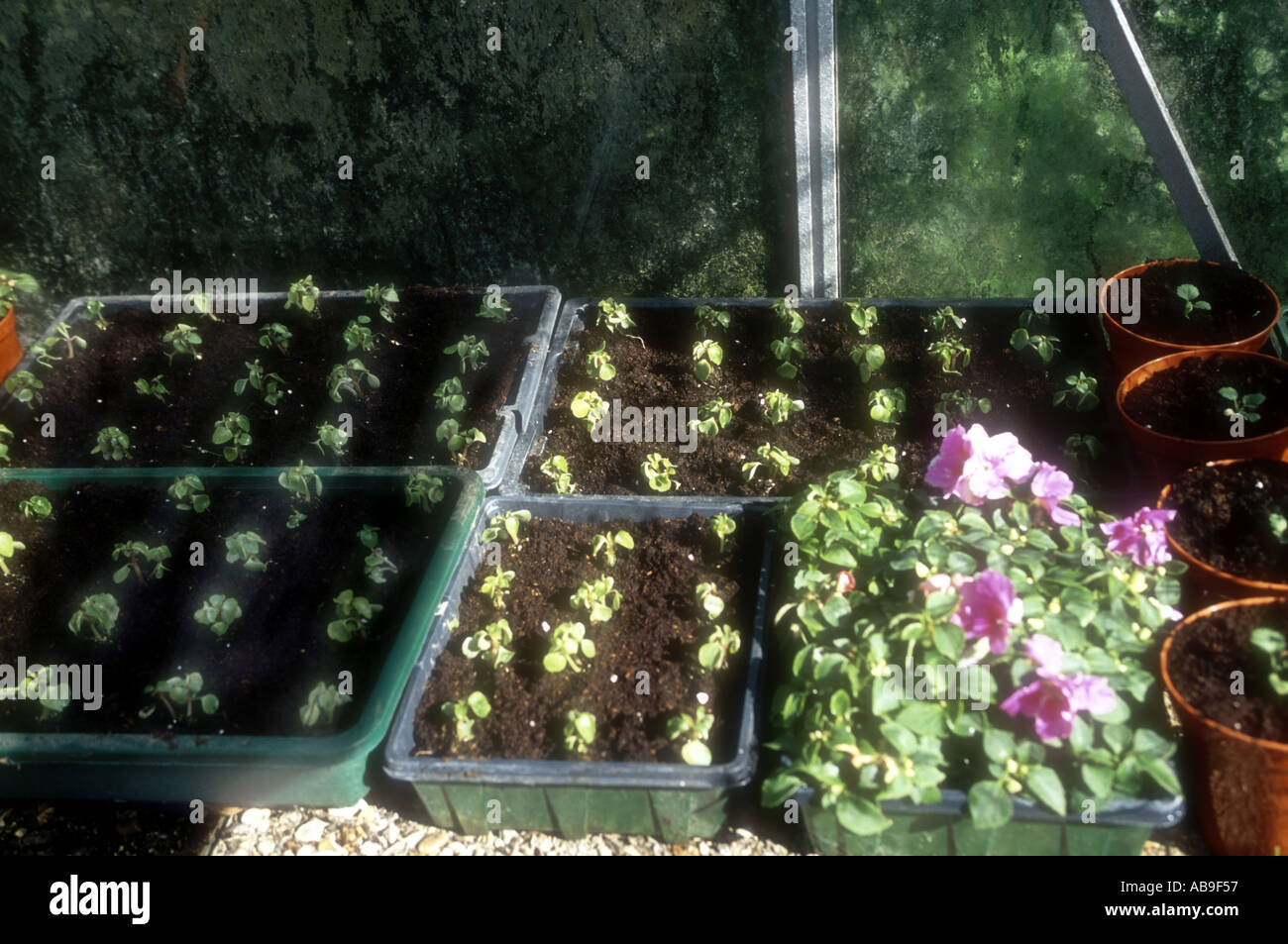 Summer bedding plants in greenhouse Stock Photo Alamy