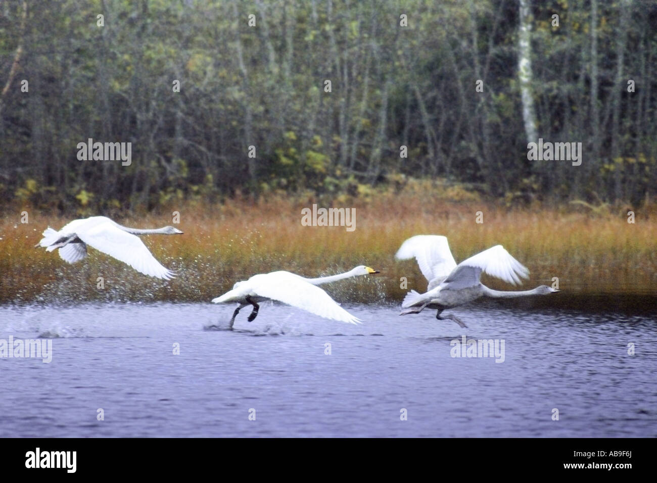 whooper swan (Cygnus cygnus), Whoopers in Aitolahti, Finland Stock Photo