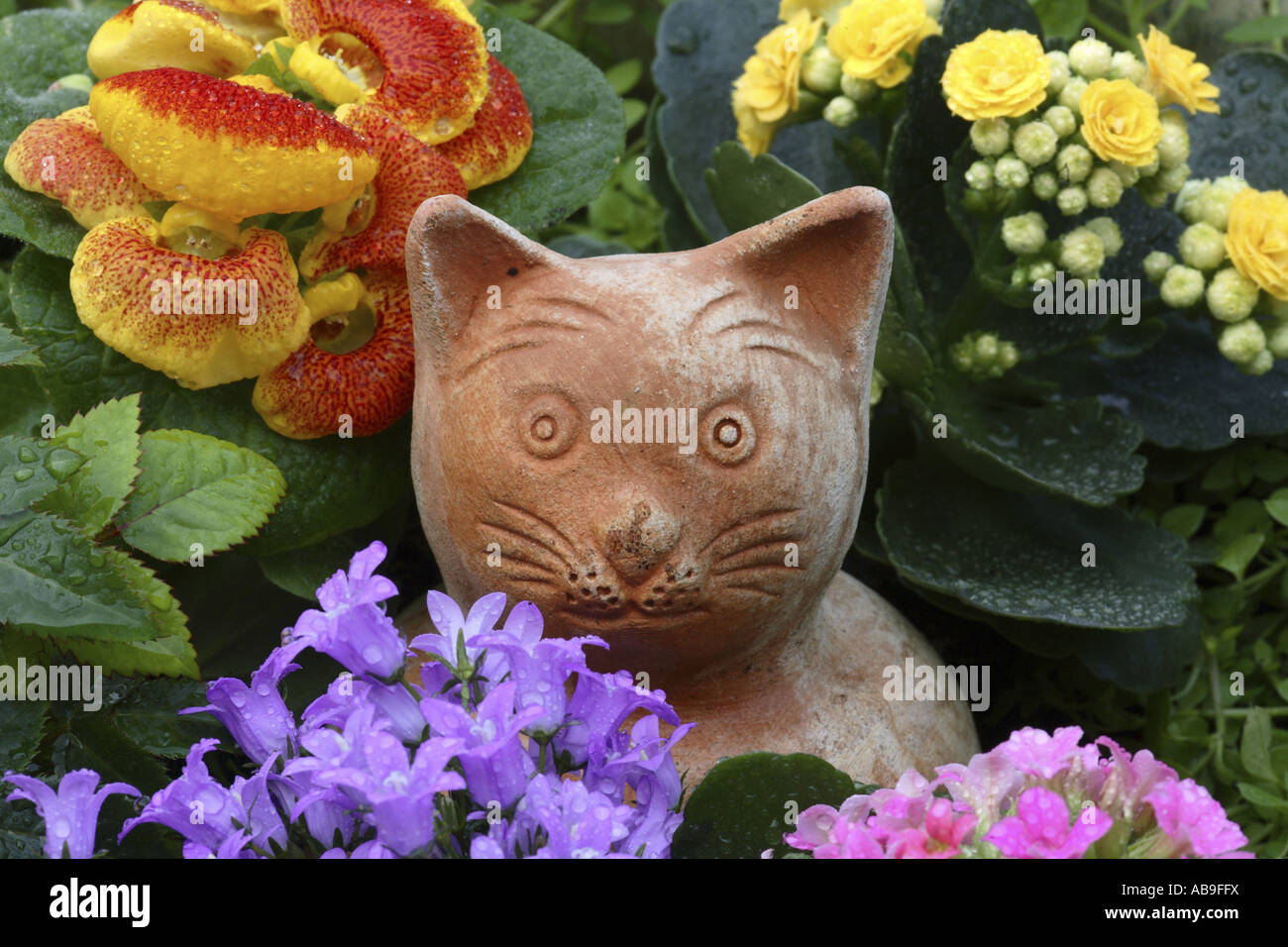 pocketbook plant, slipperwort (Calceolaria-Hybride), terracotta cat between flowers Stock Photo