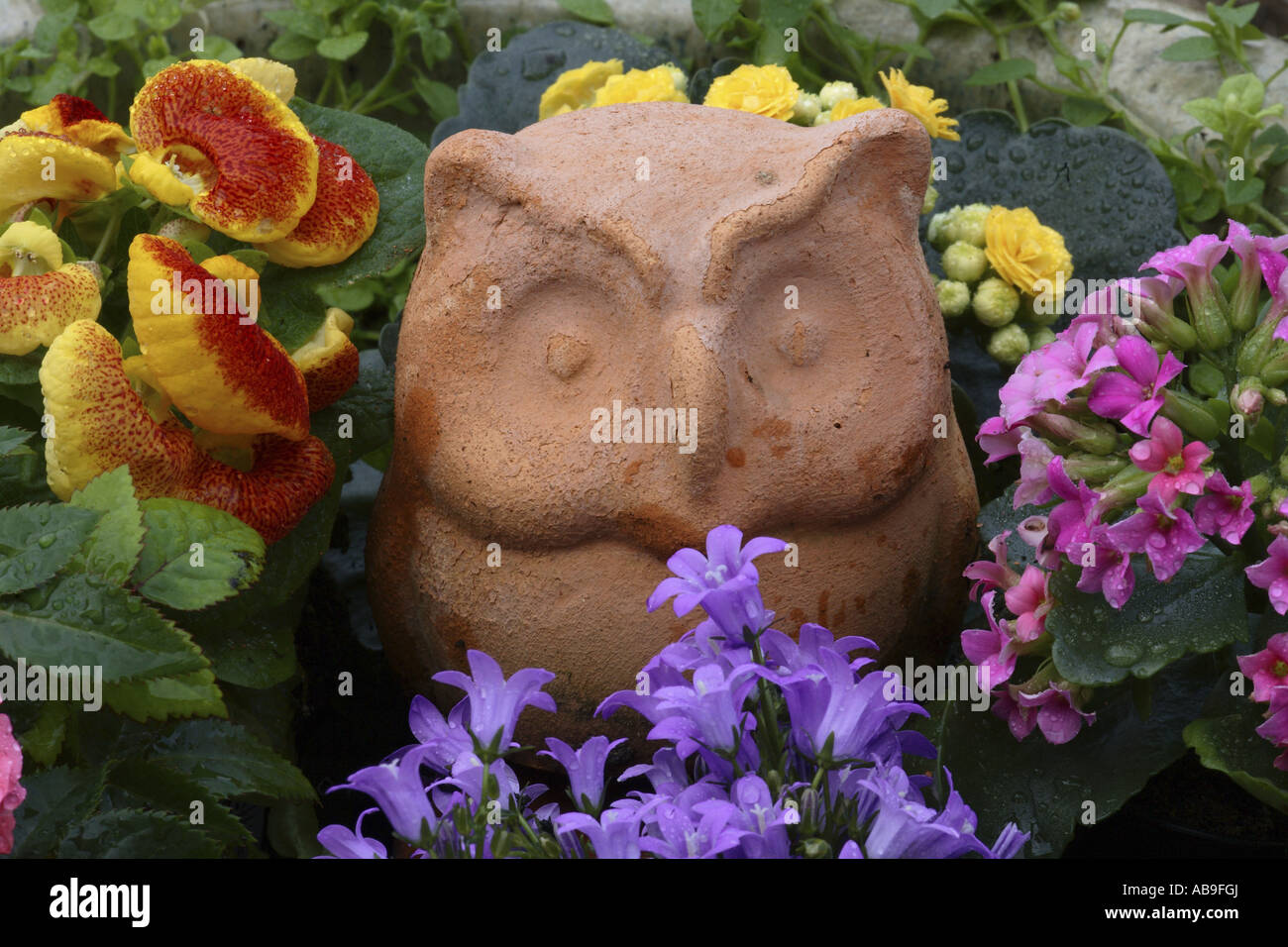 pocketbook plant, slipperwort (Calceolaria-Hybride), terracotta owl between flowers Stock Photo