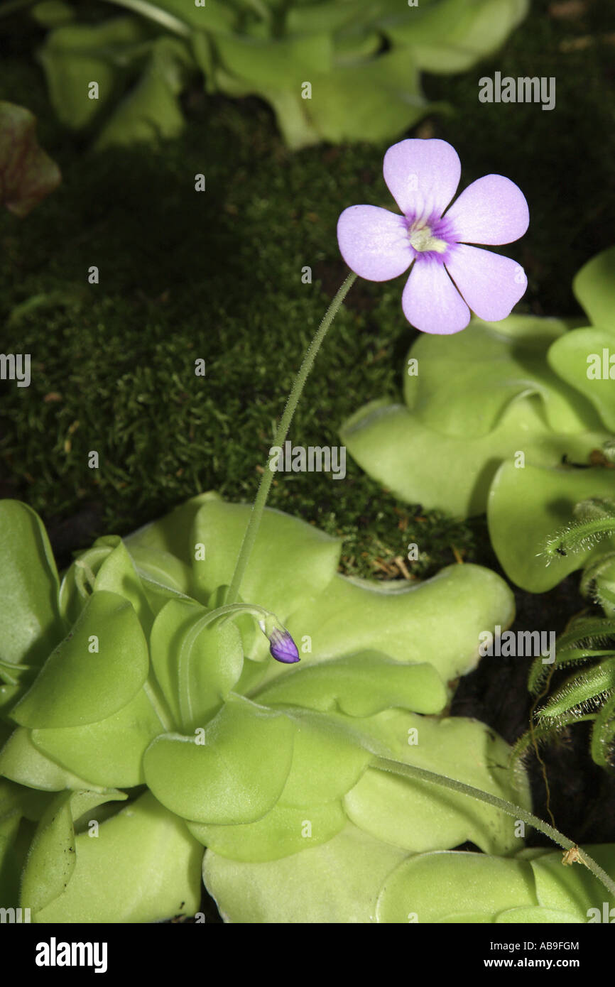 butterwort (Pinguicula spec.), flowering Stock Photo