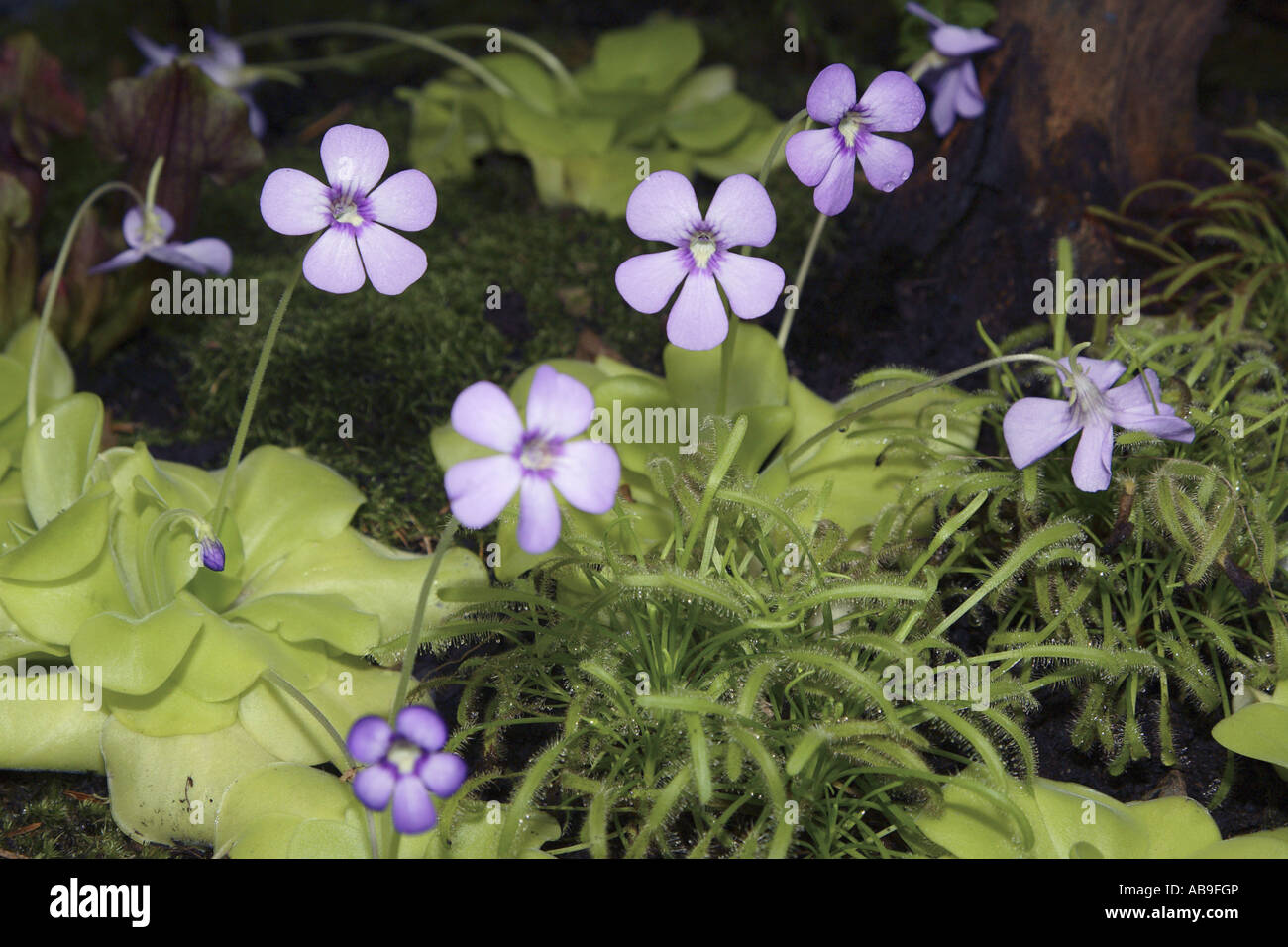 butterwort (Pinguicula spec.), with sundew, Drosera capensis Stock Photo