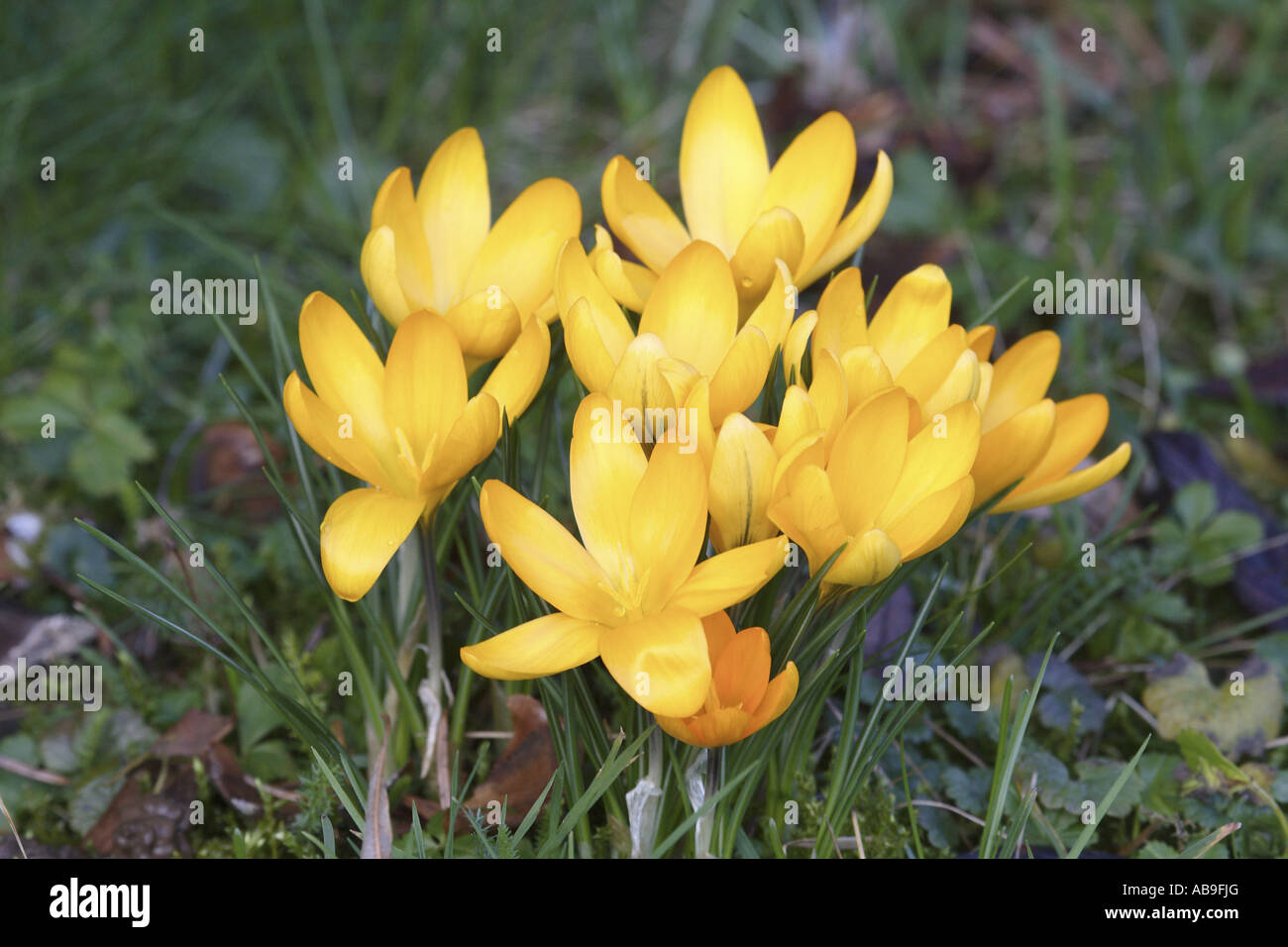 Yellow Crocus (Crocus spec.), flowering group Stock Photo Alamy