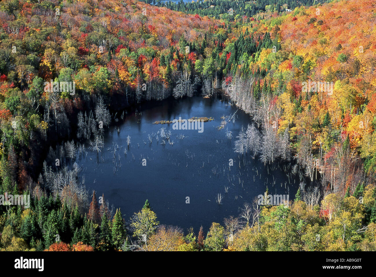 forest in autumn colour at a lake, Canada, Laurentides, Montreal Stock Photo