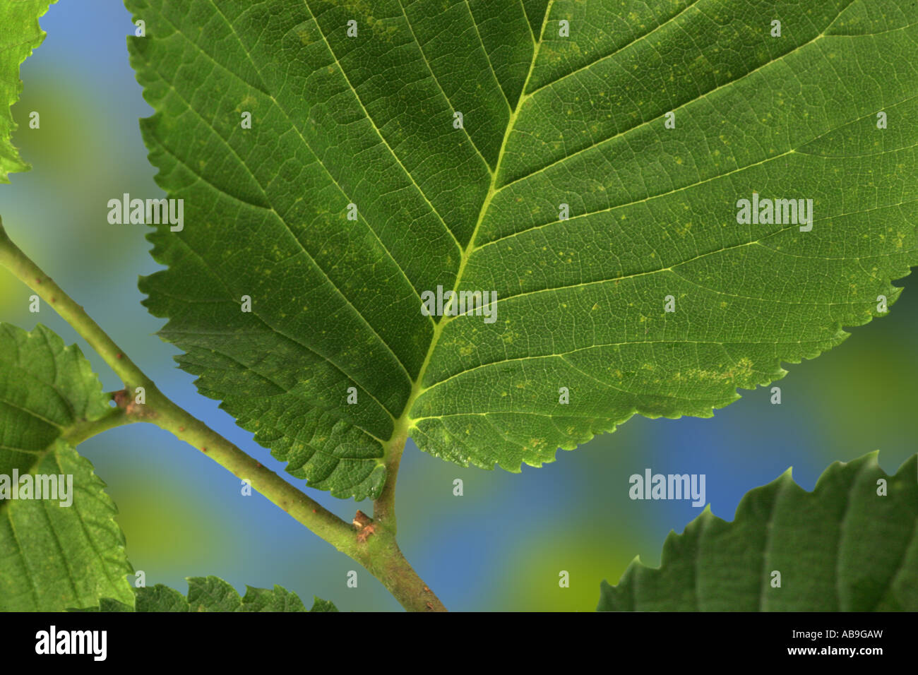 Scotch elm, wych elm (Ulmus glabra, Ulmus scabra), leaf, detail Stock Photo