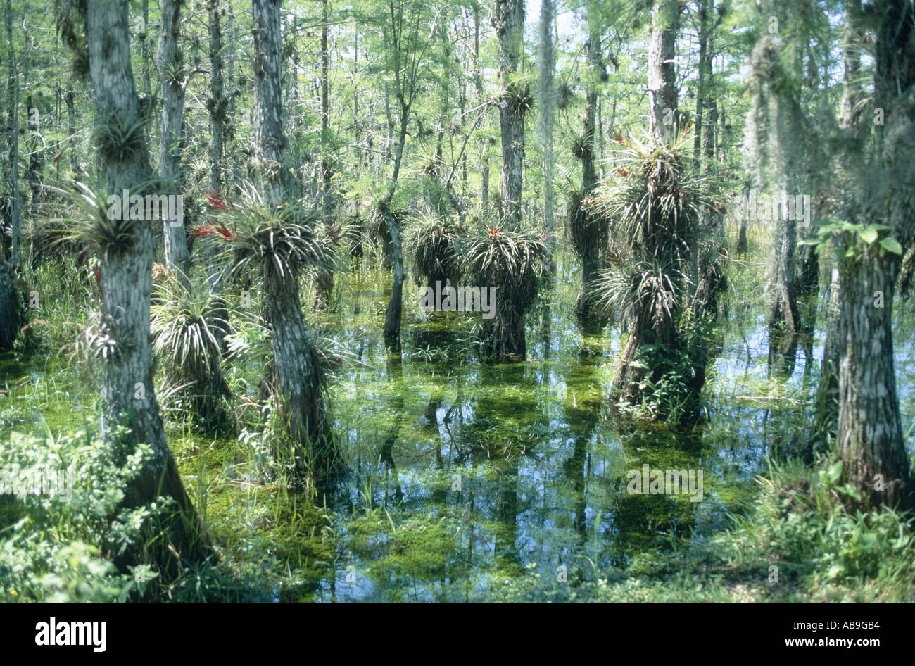 Tillandsias on swamp cypresses, USA, Florida, Apr 00, USA, Florida Tillandsia spec. Stock Photo