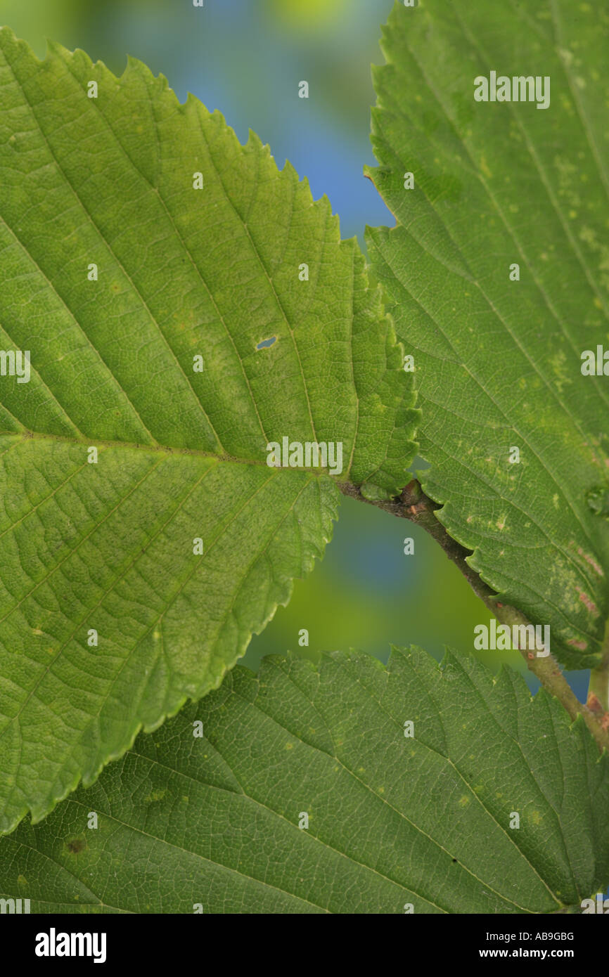 Scotch elm, wych elm (Ulmus glabra, Ulmus scabra), leaf, detail Stock Photo