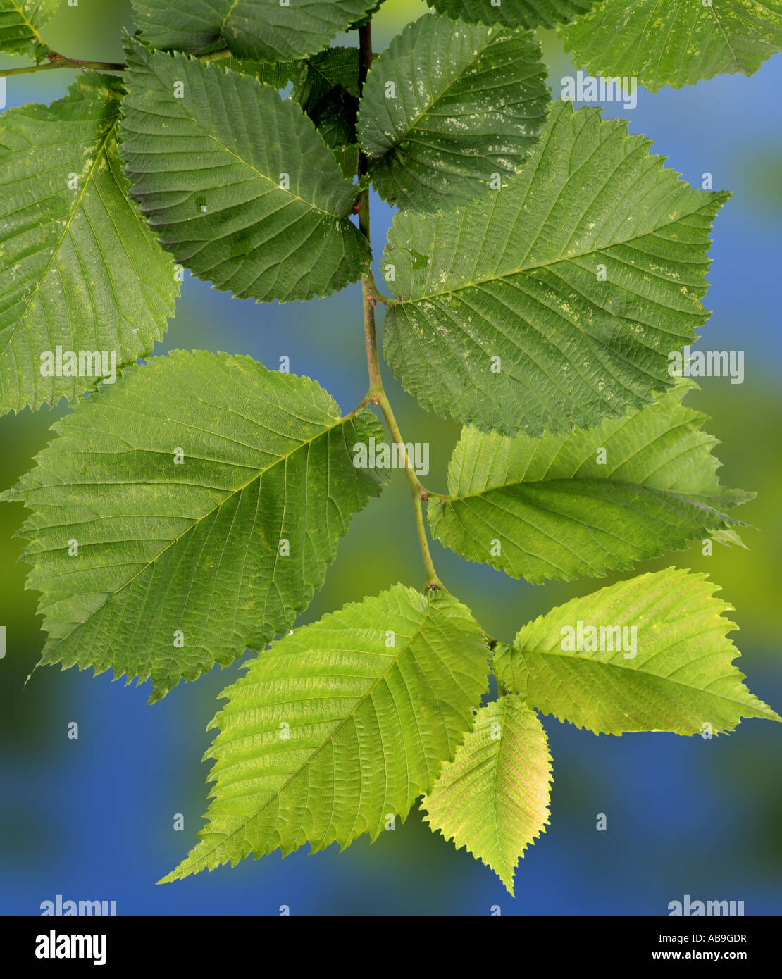 Scotch elm, wych elm (Ulmus glabra, Ulmus scabra), twig with leaves Stock Photo