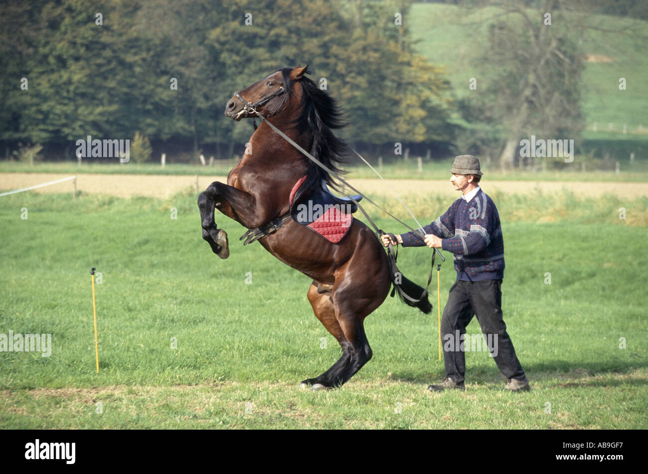 Alter-Real horse (Equus przewalskii f. caballus), Corde Jong training of courbette: jumps on hind legs, never allowing the fore Stock Photo