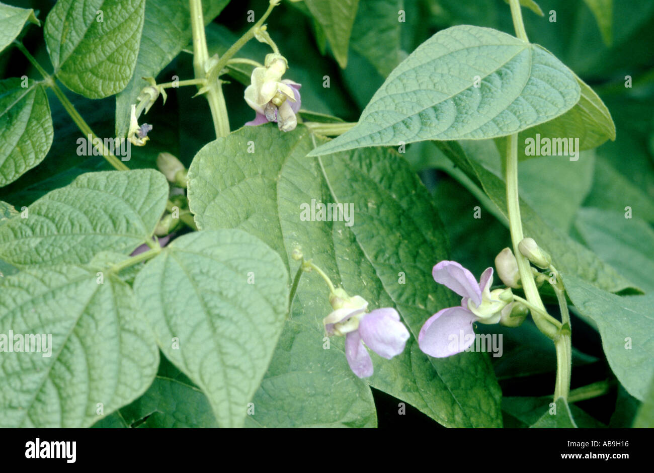 common bean (Phaseolus vulgaris), blooming Stock Photo Alamy