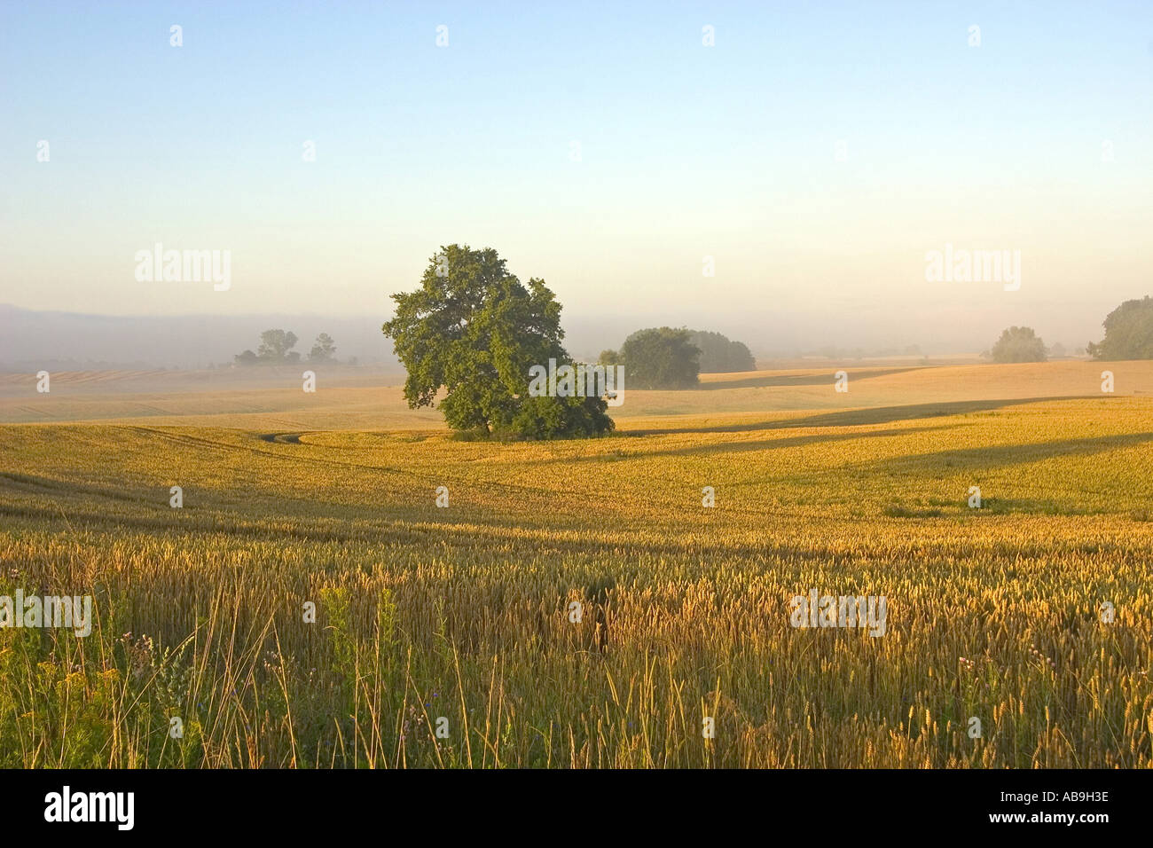 field in mist, Germany, Uckermark, Boitzenburg, Aug 04. Stock Photo