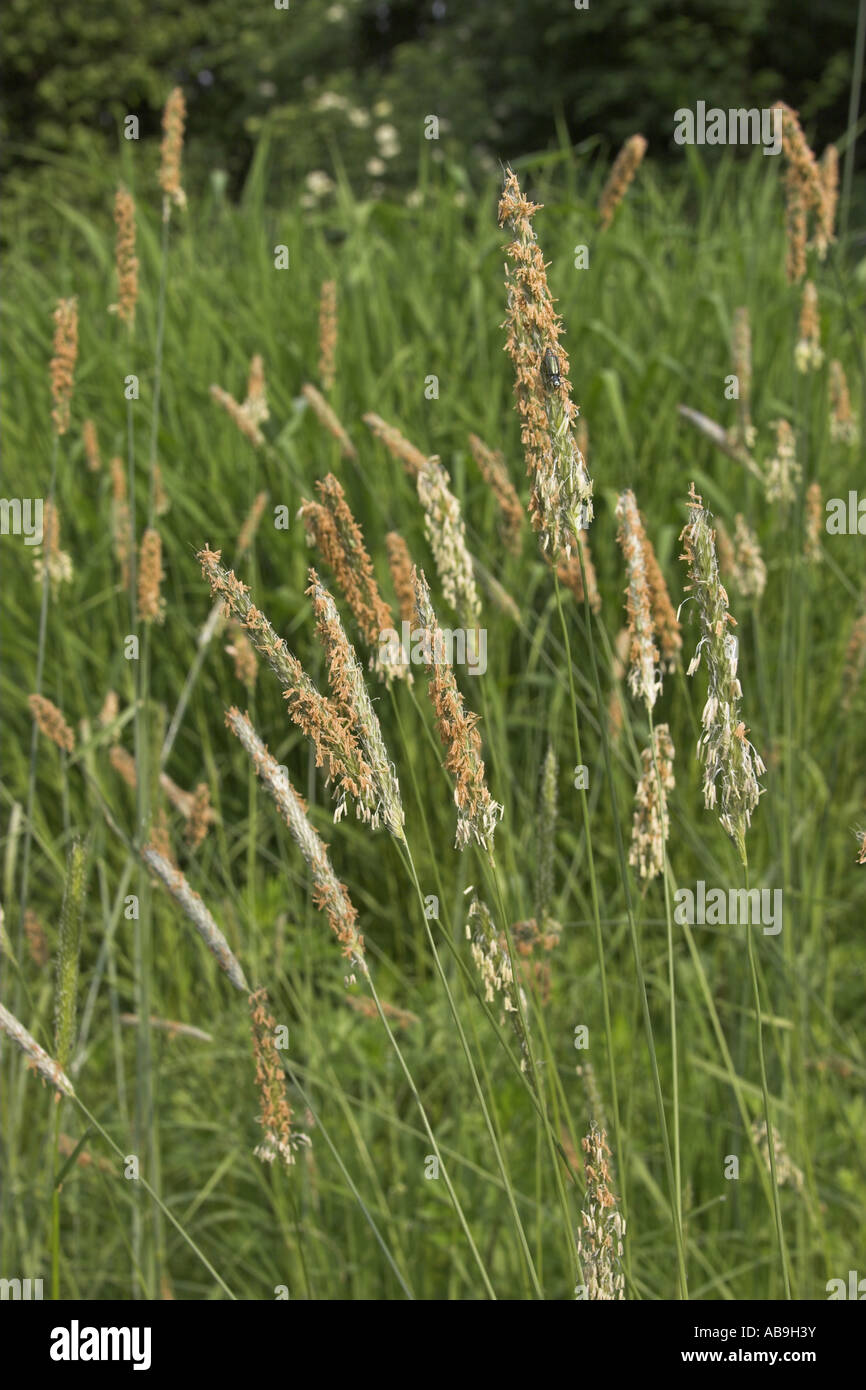 meadow foxtail grass (Alopecurus pratensis), blooming Stock Photo